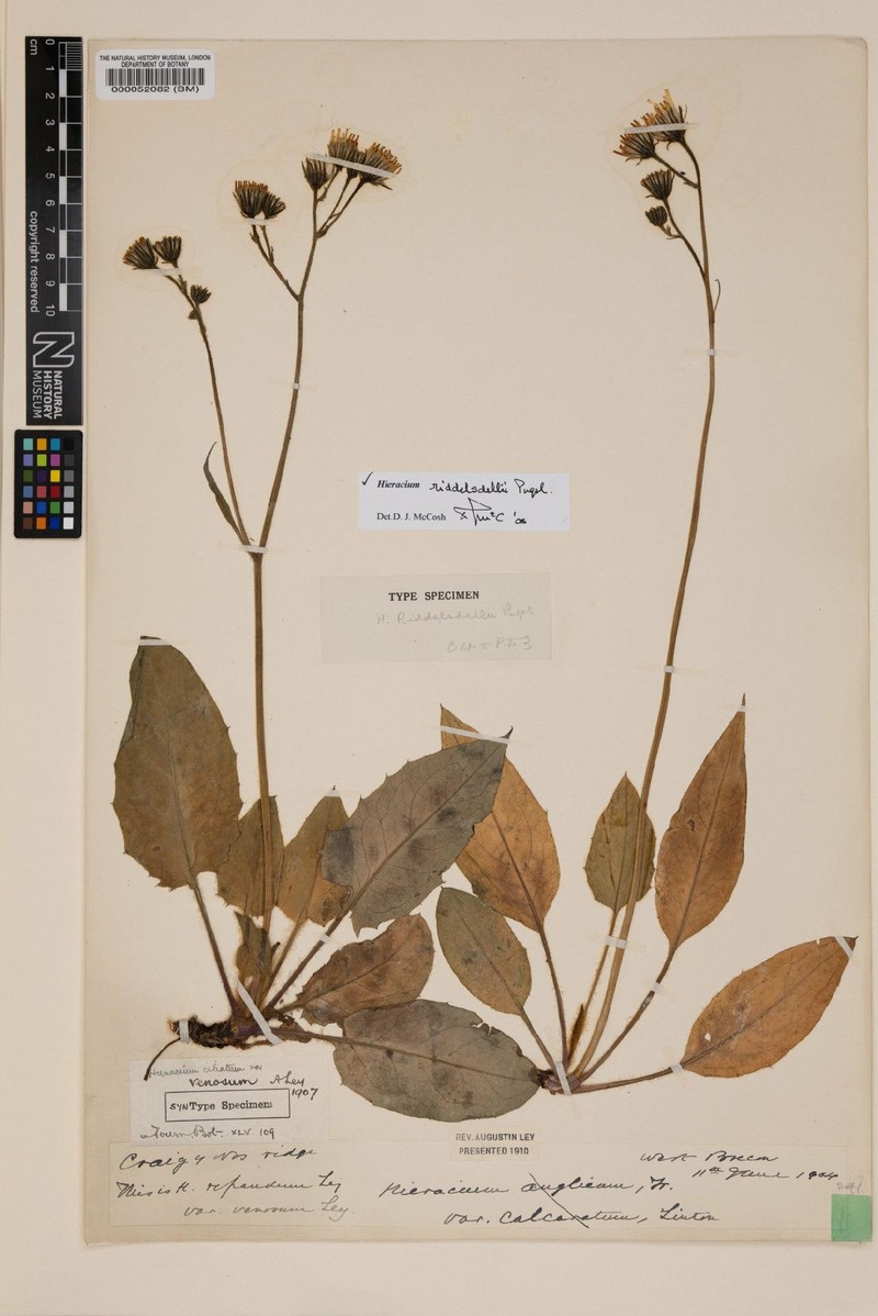 Hieracium riddelsdellii