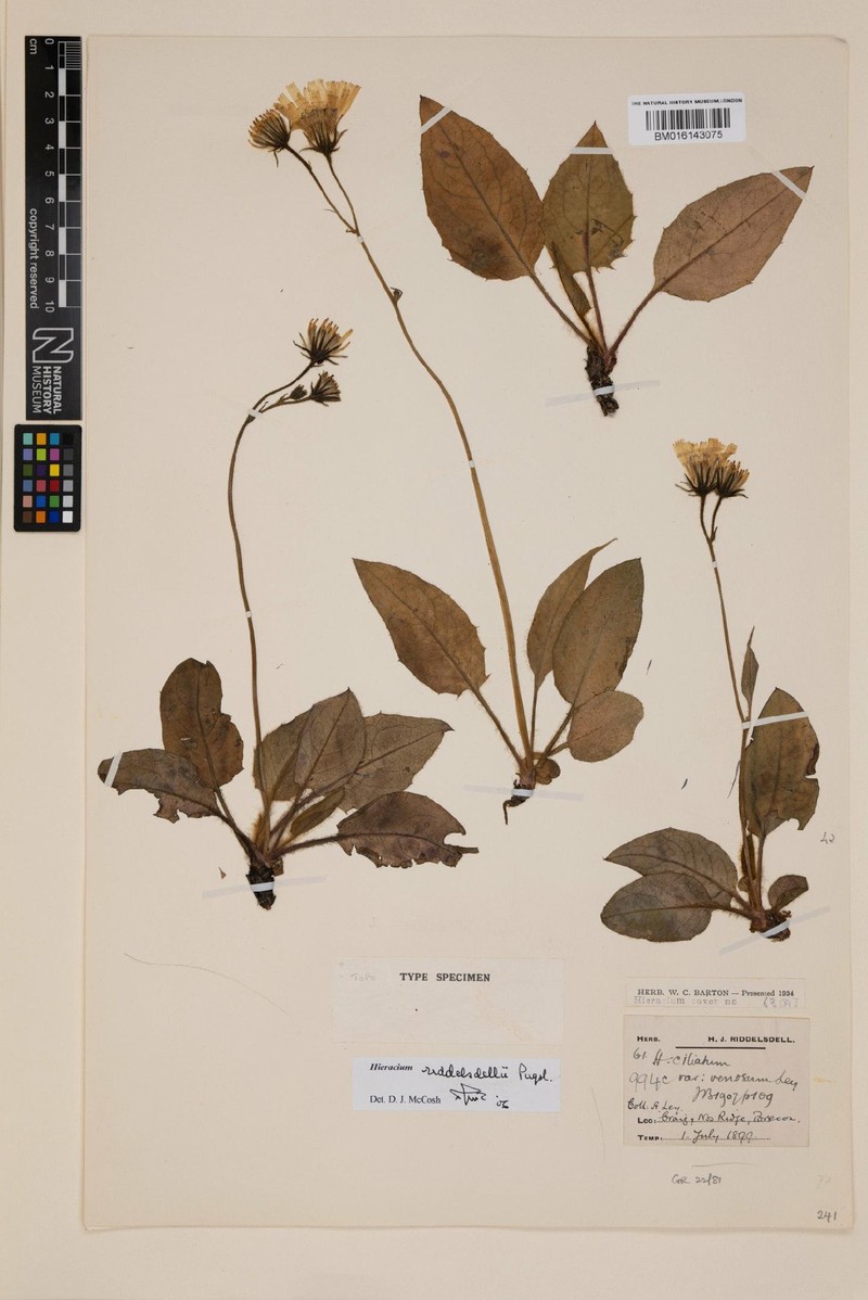 Hieracium riddelsdellii photo 2