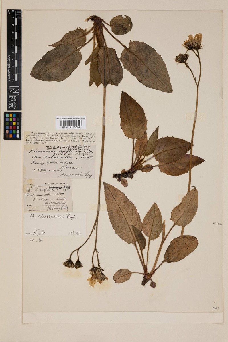 Hieracium riddelsdellii photo 3
