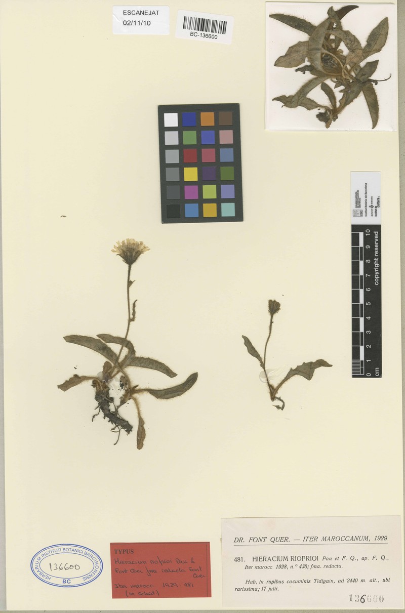 Hieracium riofrioi