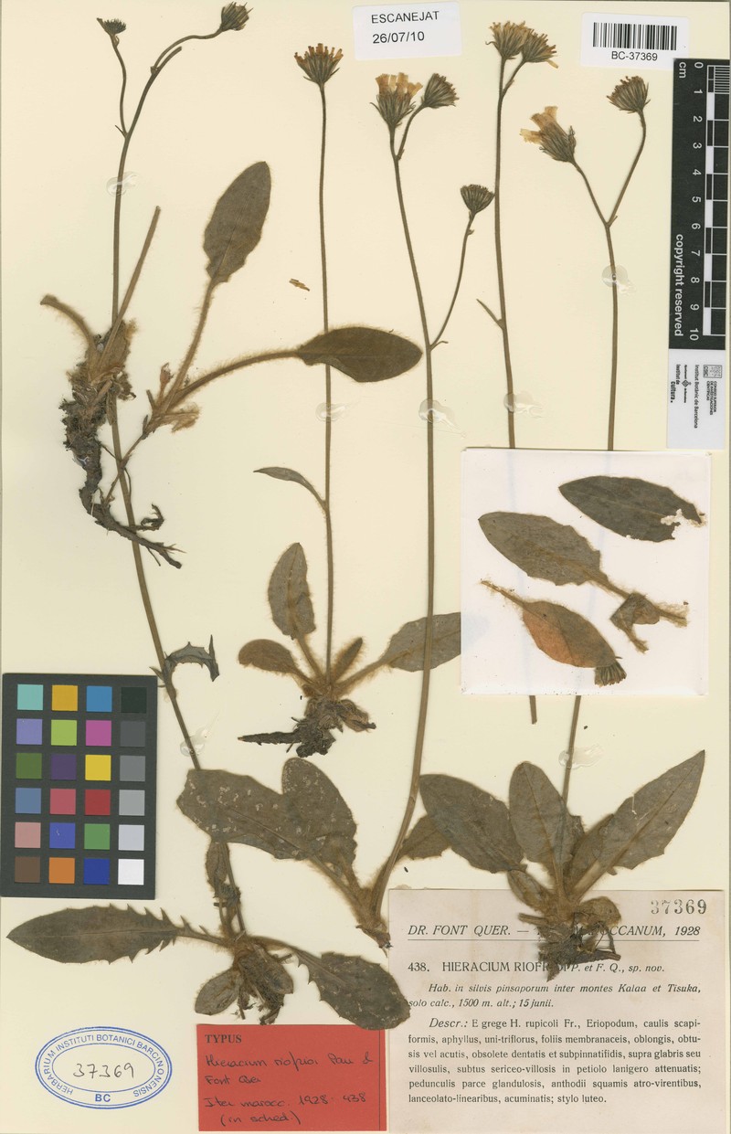 Hieracium riofrioi photo 2