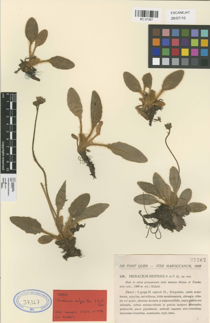 Hieracium riofrioi photo 3