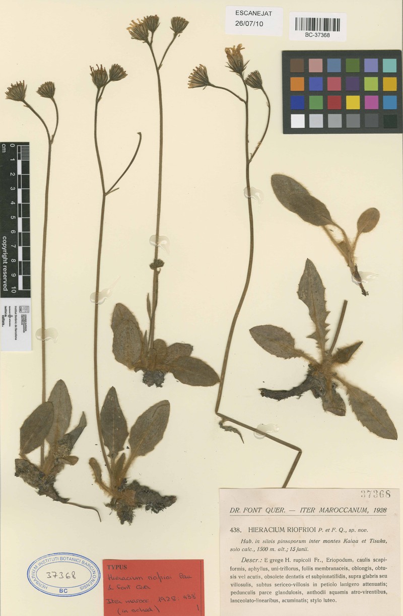Hieracium riofrioi photo 4