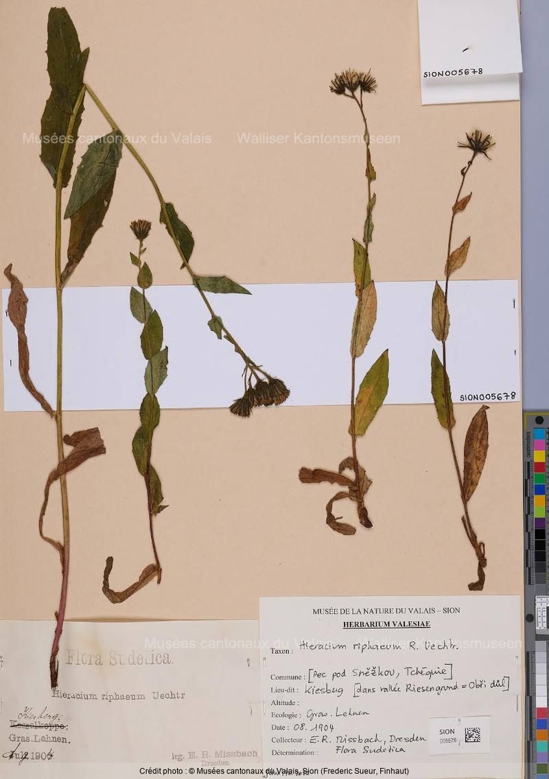 Hieracium riphaeum