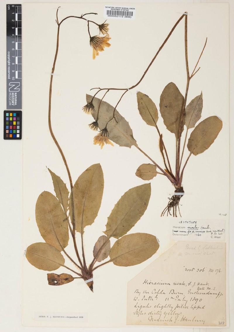 Hieracium rivale