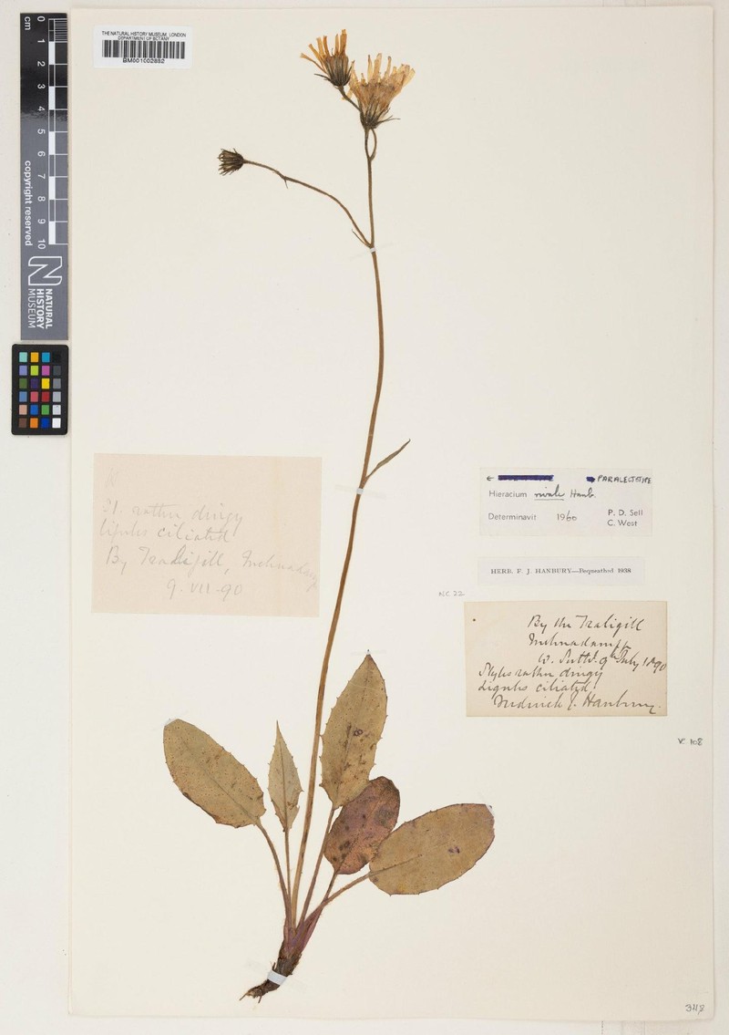 Hieracium rivale photo 2