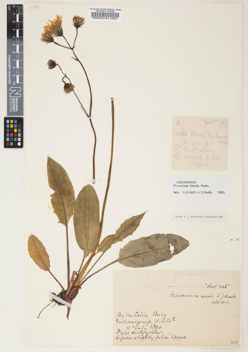Hieracium rivale photo 3