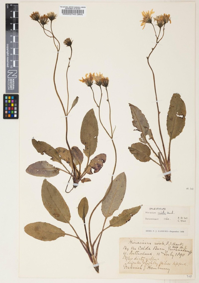 Hieracium rivale photo 4