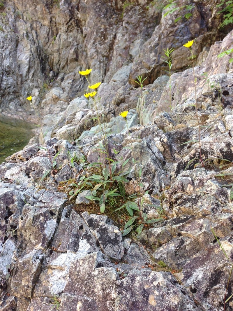 Robinson's Hawkweed