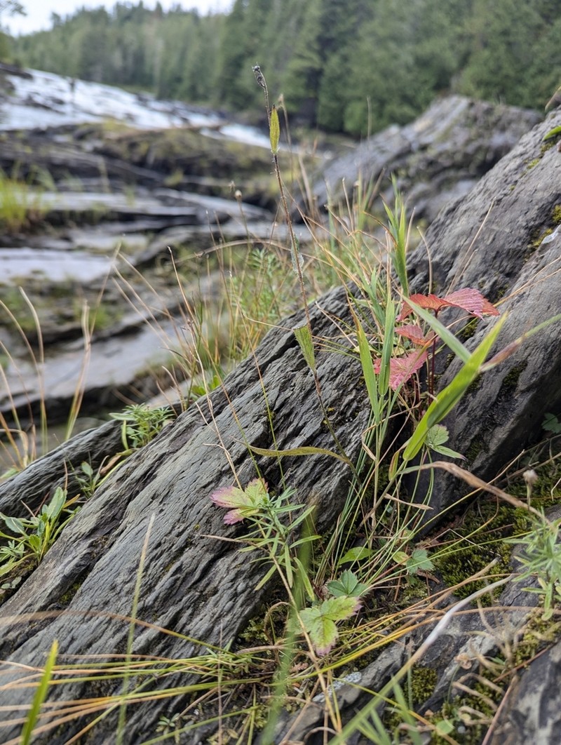 Robinson's Hawkweed photo 2
