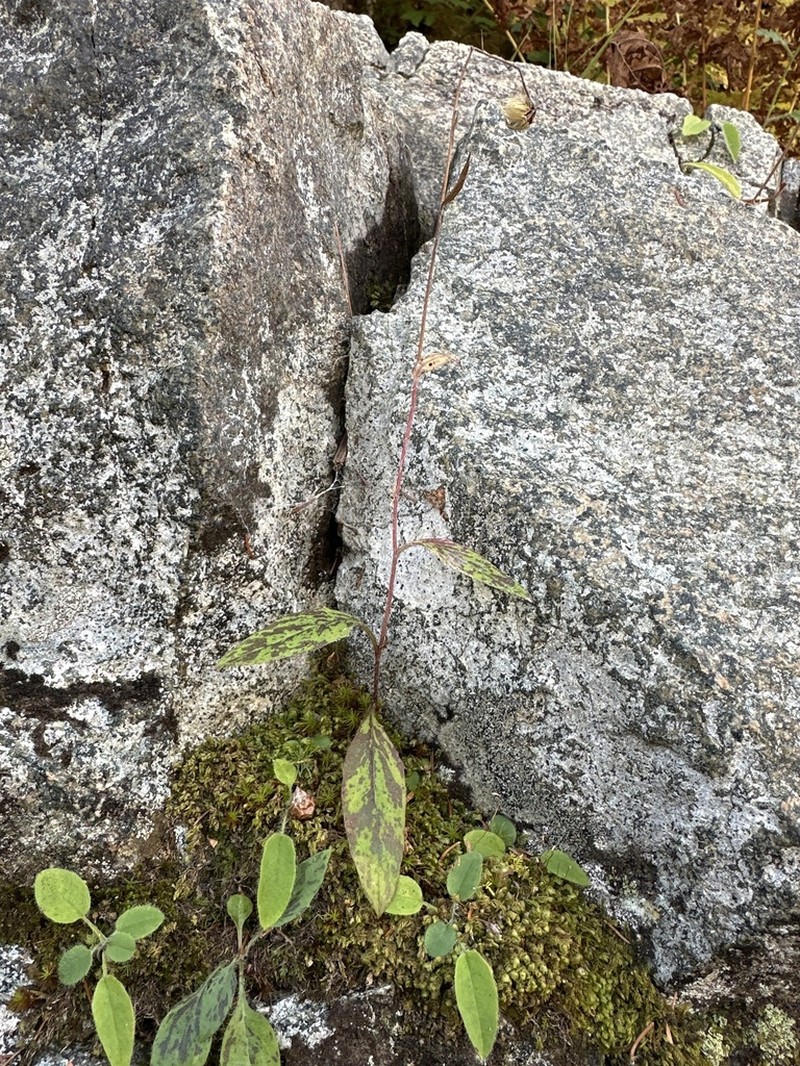 Robinson's Hawkweed photo 3