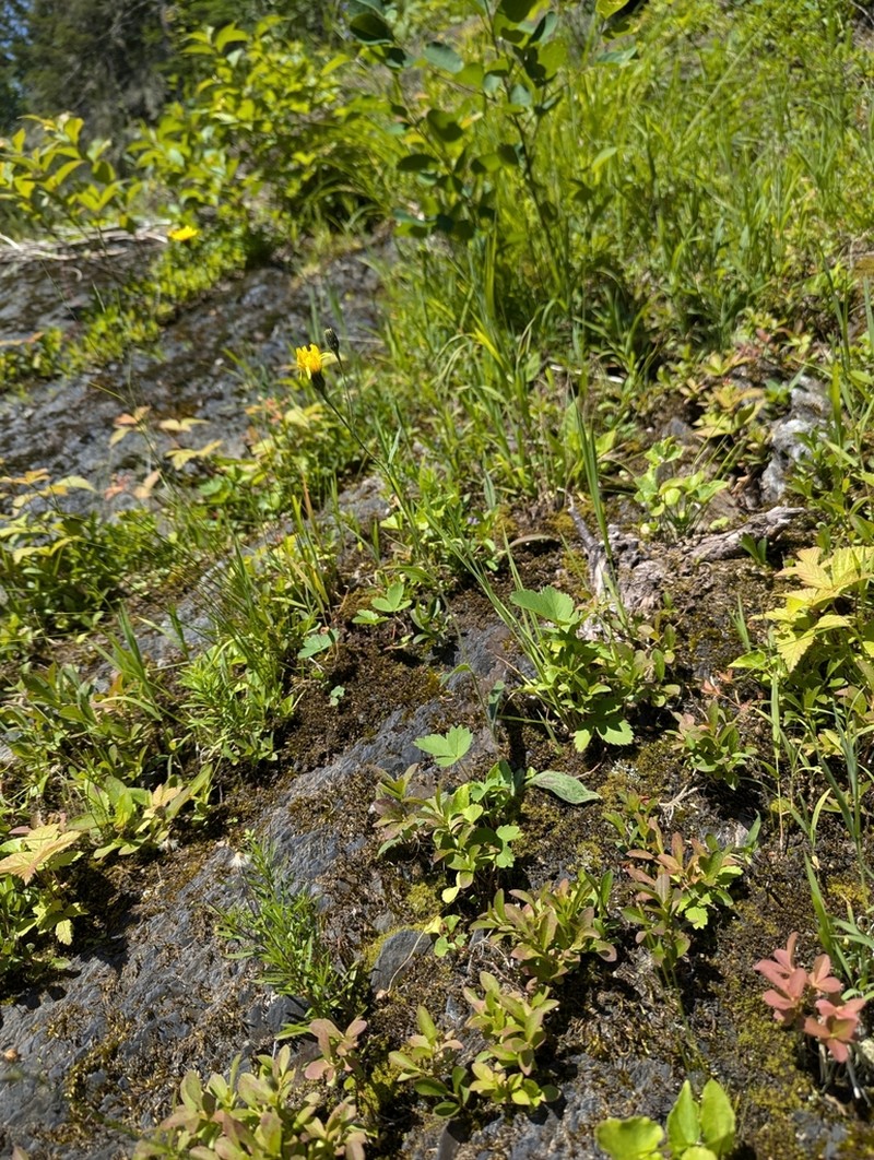 Robinson's Hawkweed photo 4