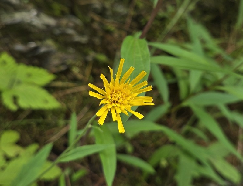 Robinson's Hawkweed photo 5