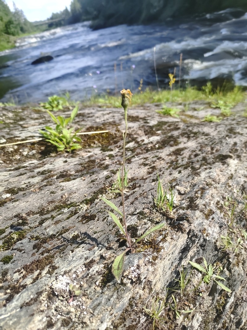 Robinson's Hawkweed photo 6