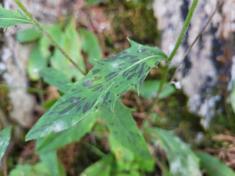 Robinson's Hawkweed photo 7