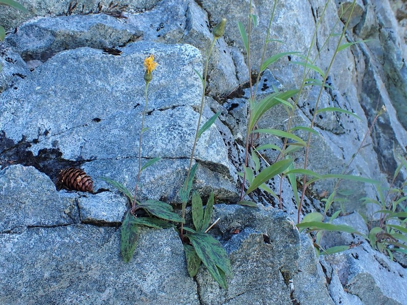 Robinson's Hawkweed photo 8