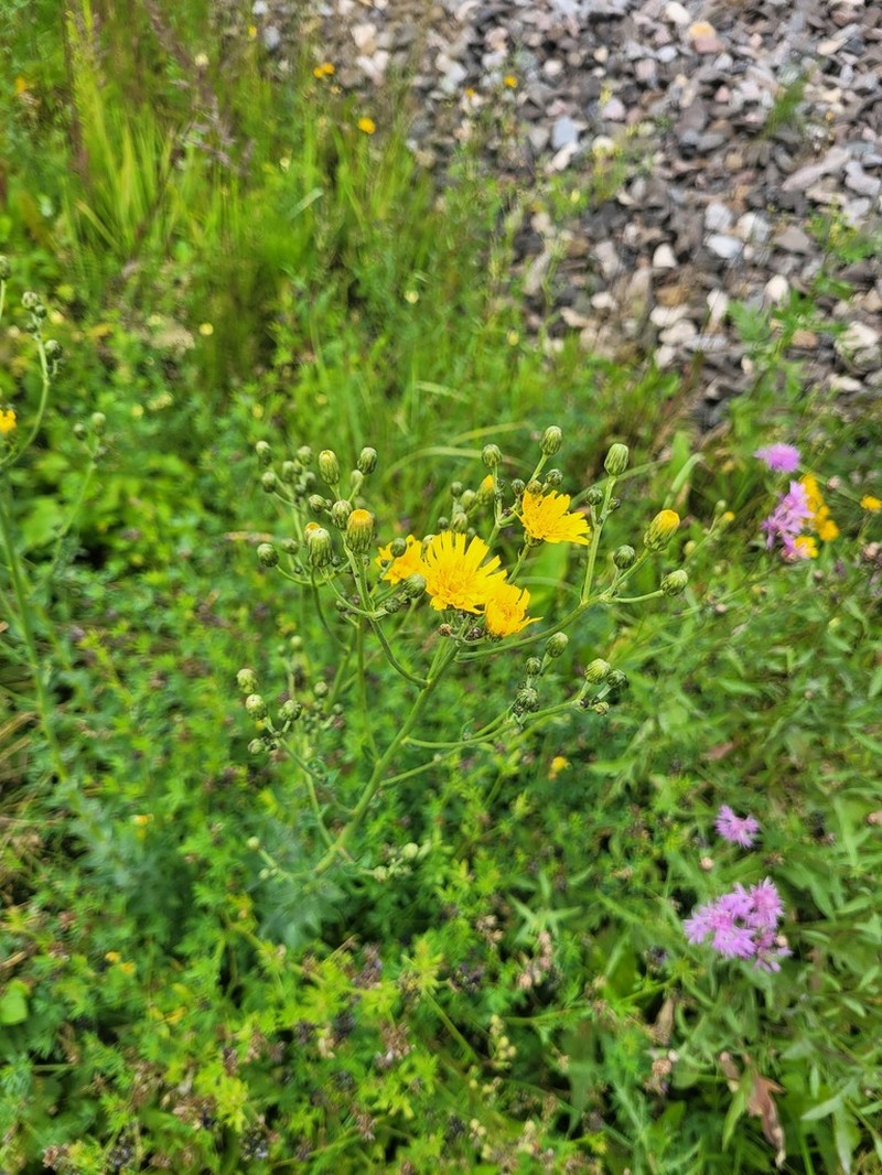Hieracium robustum