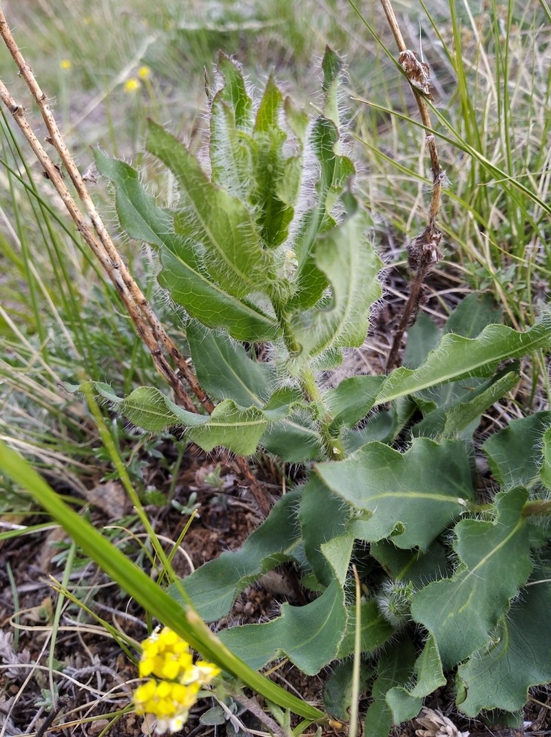 Hieracium robustum photo 2