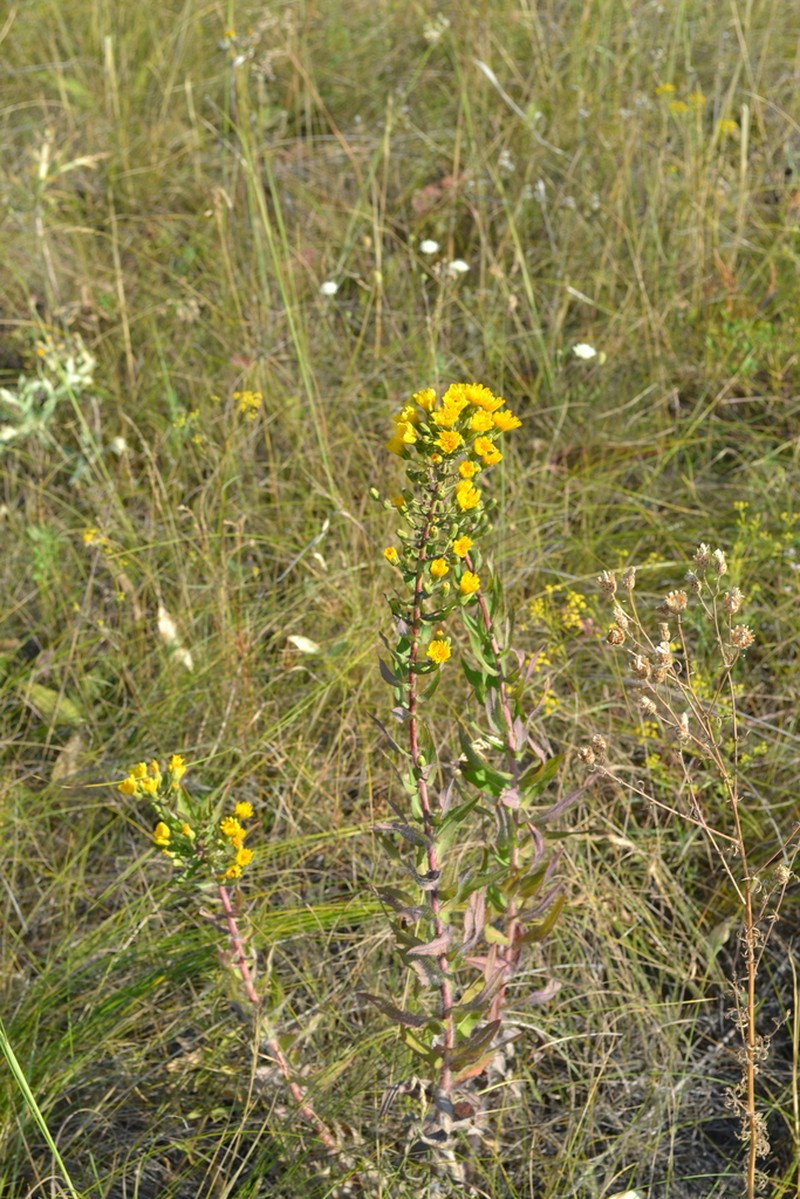 Hieracium robustum photo 3