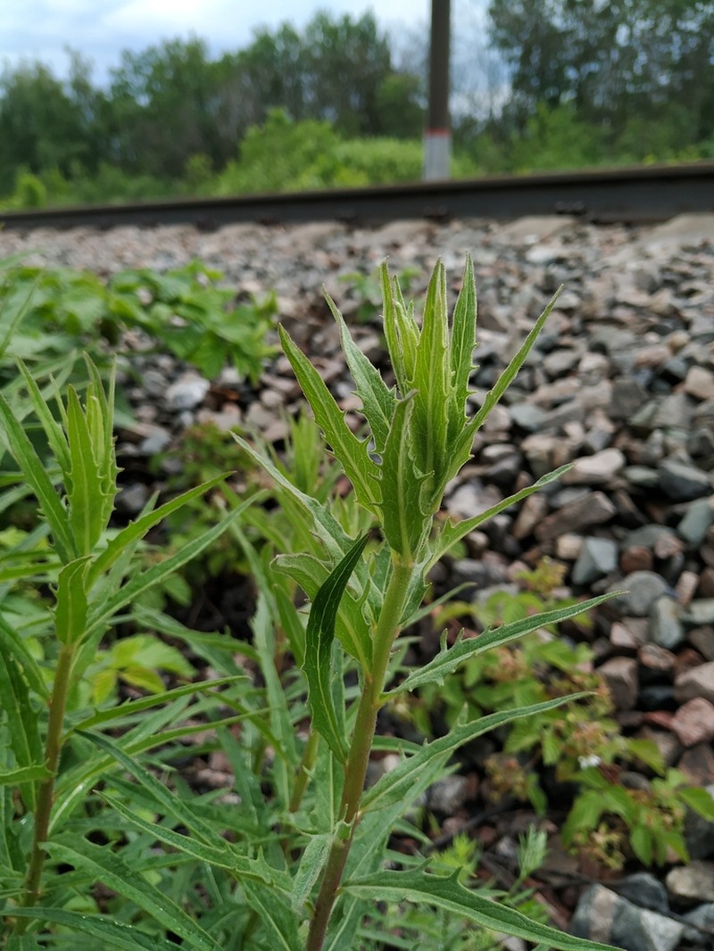 Hieracium robustum photo 4
