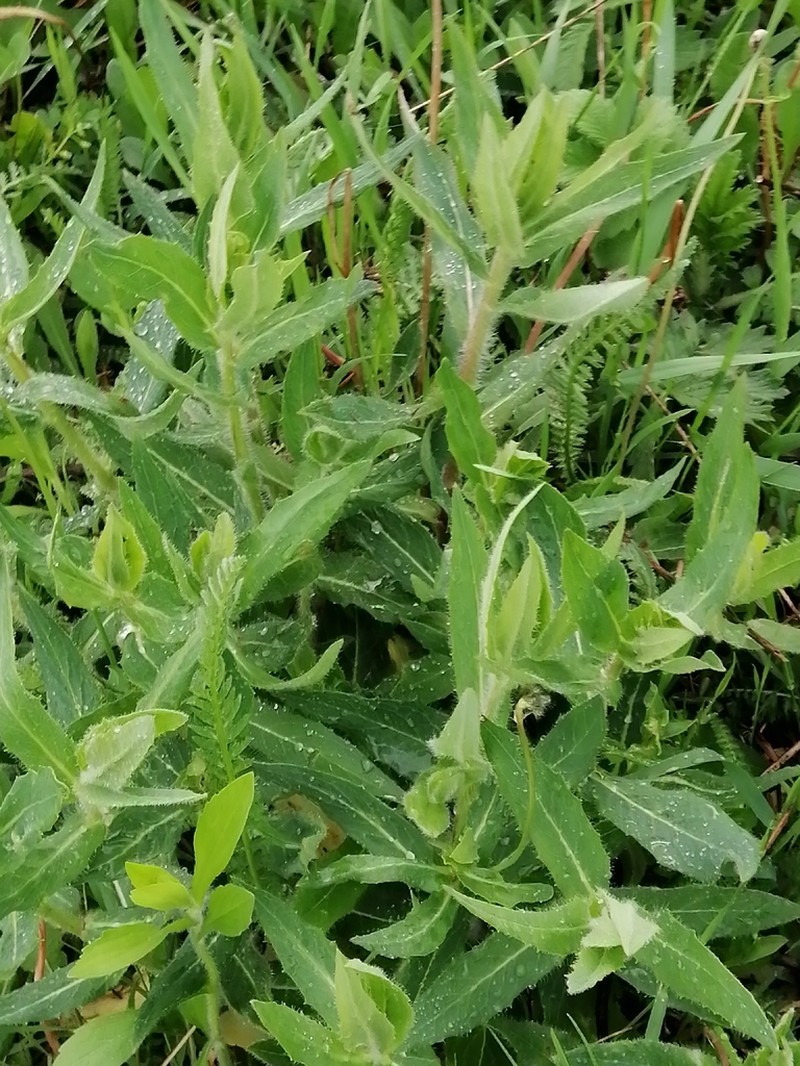 Hieracium robustum photo 5