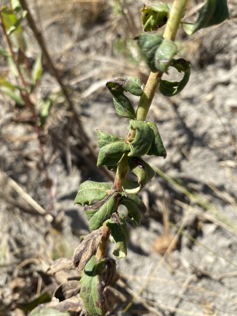 Hieracium robustum photo 6