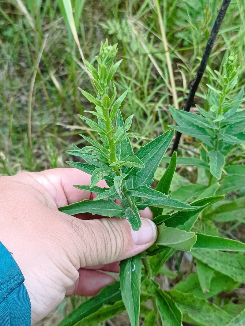 Hieracium robustum photo 7