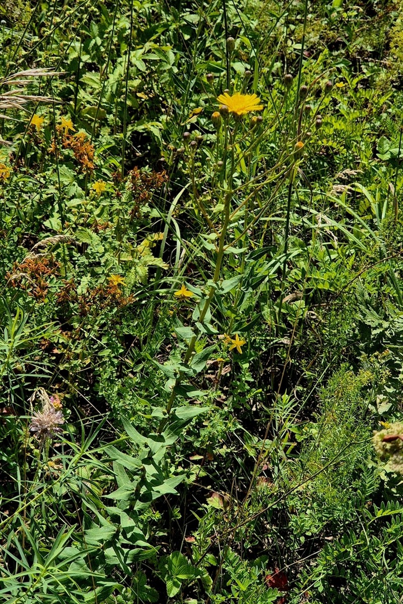 Hieracium robustum photo 8