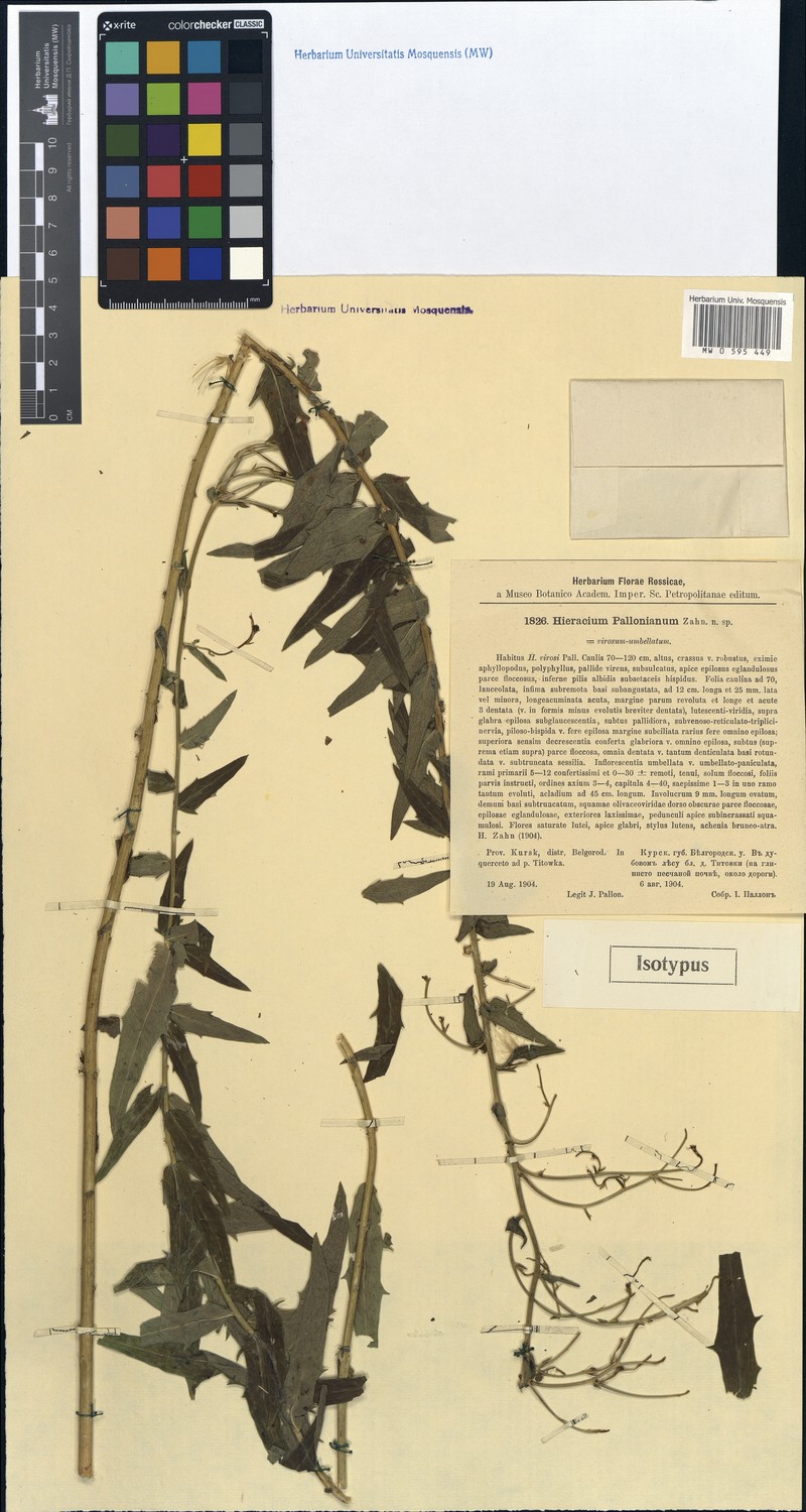 Hieracium robustum subsp. pallonianum