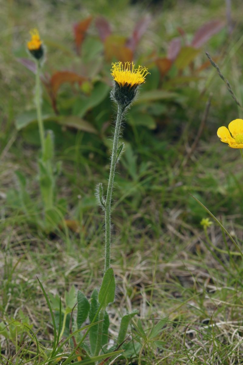 Hieracium rohlenae