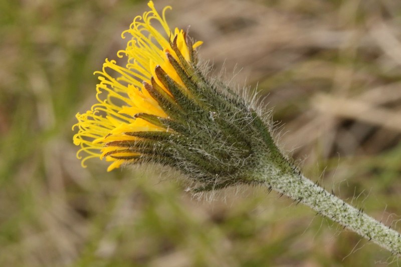 Hieracium rohlenae photo 2