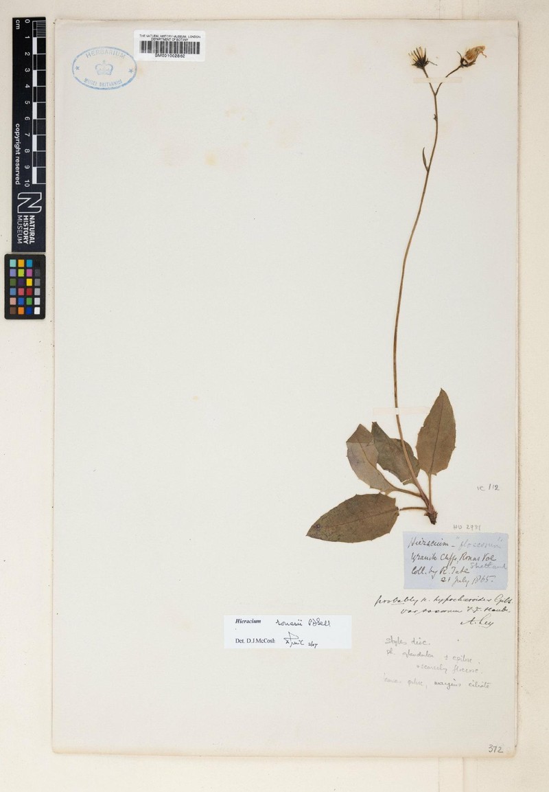 Hieracium ronasii