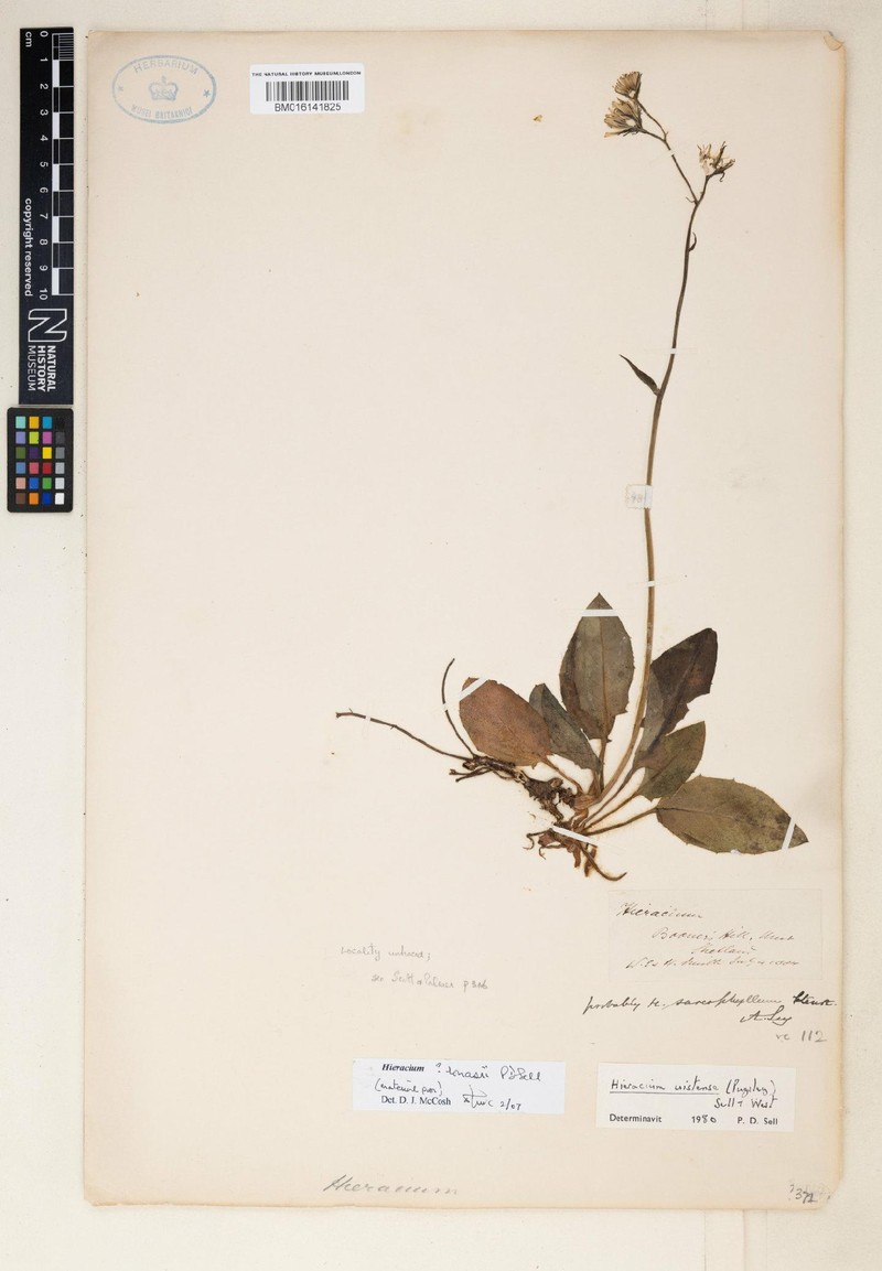 Hieracium ronasii photo 2