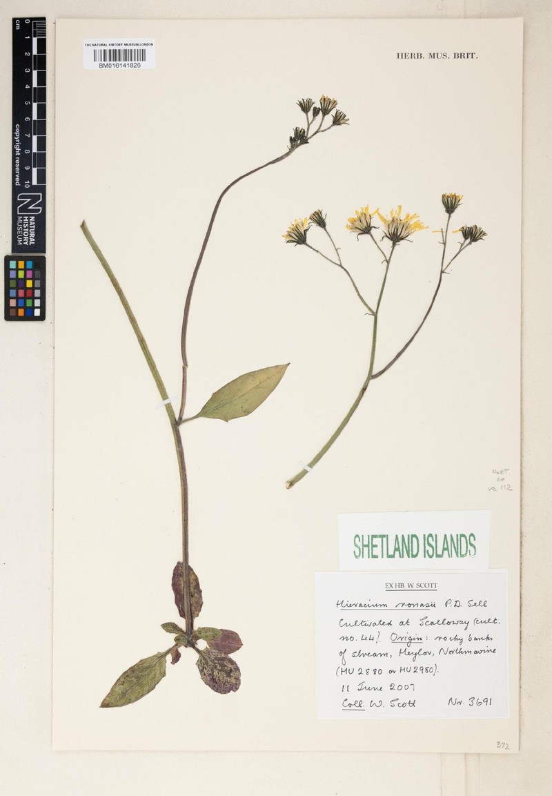 Hieracium ronasii photo 3