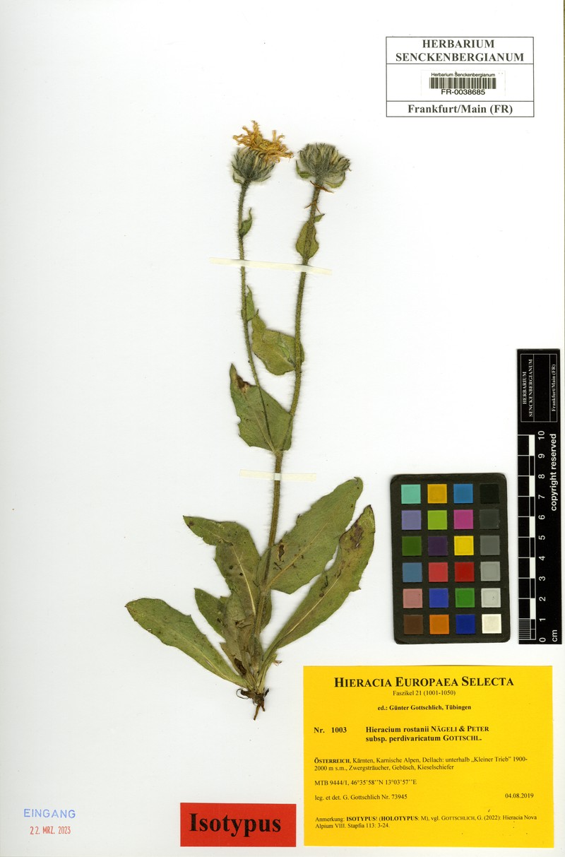 Hieracium rostanii subsp. perdivaricatum