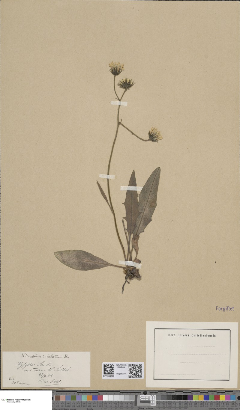 Hieracium rosulatum