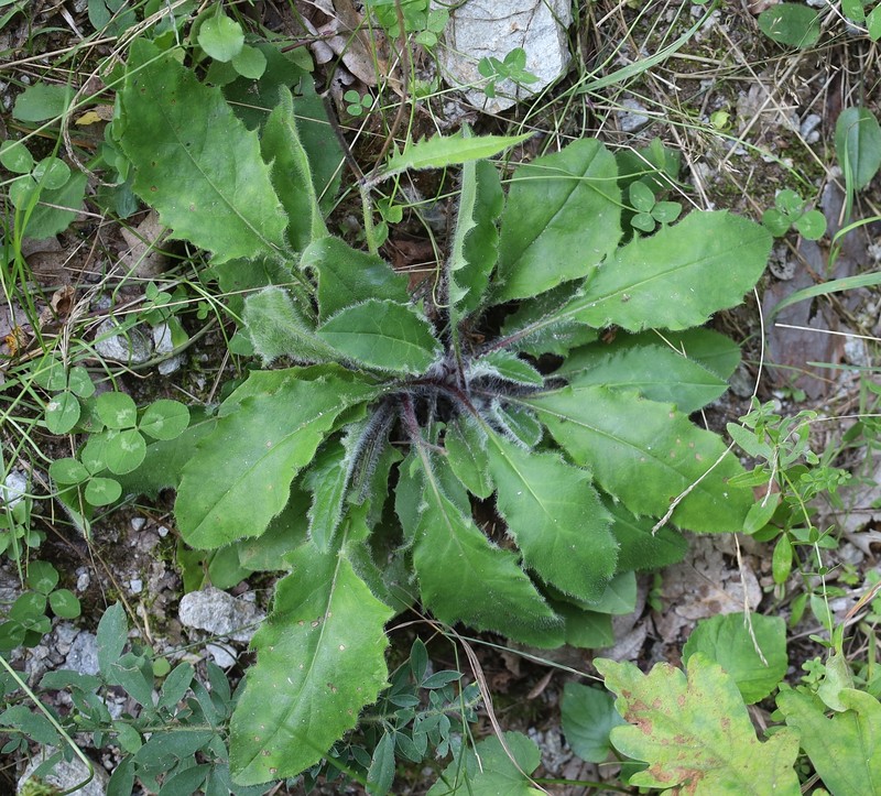 Hieracium rotundatum subsp. rotundatum