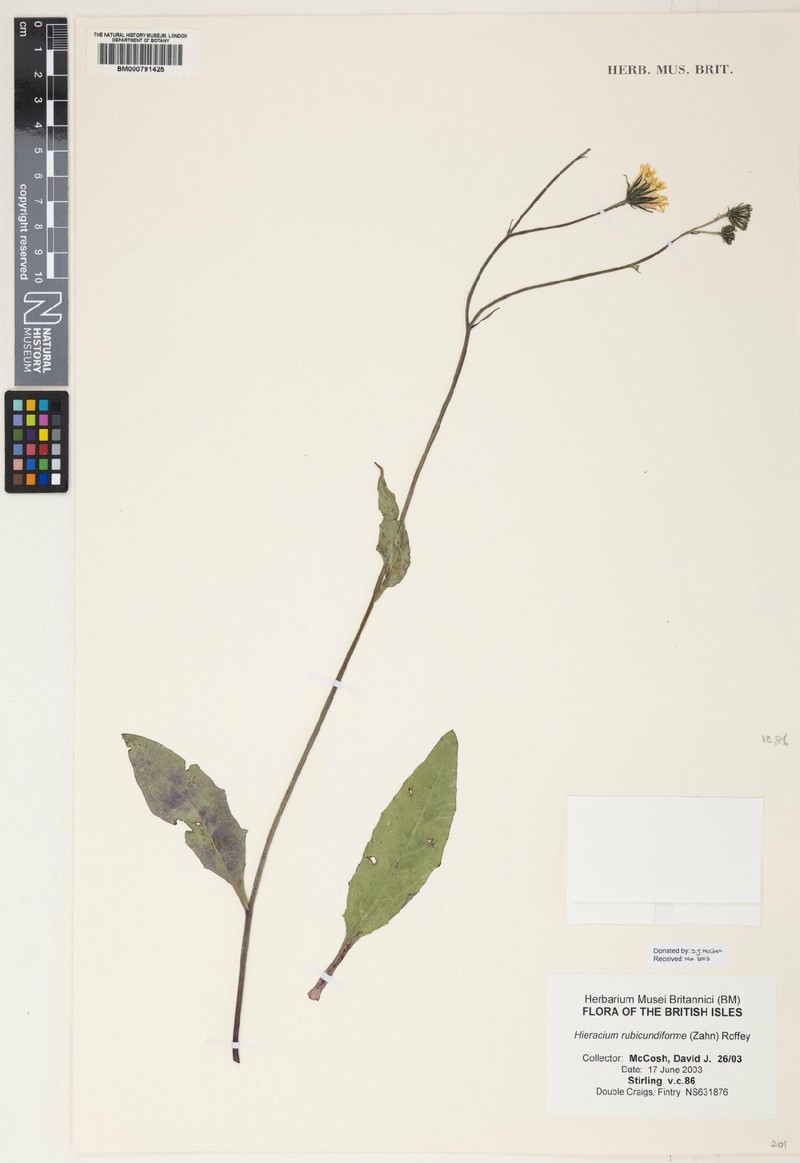Hieracium rubicundiforme