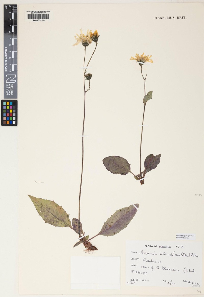 Hieracium rubicundiforme photo 2