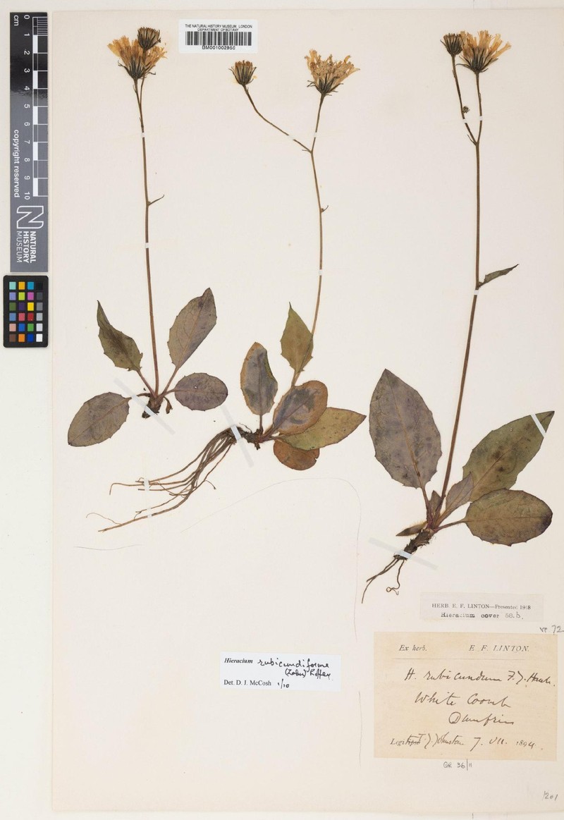 Hieracium rubicundiforme photo 3
