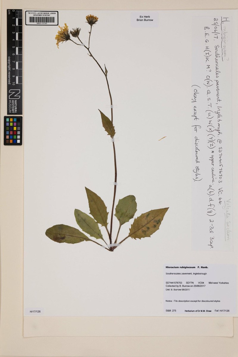 Hieracium rubiginosum