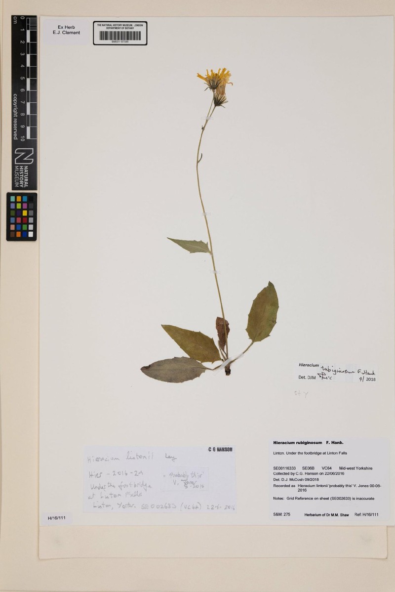 Hieracium rubiginosum photo 2