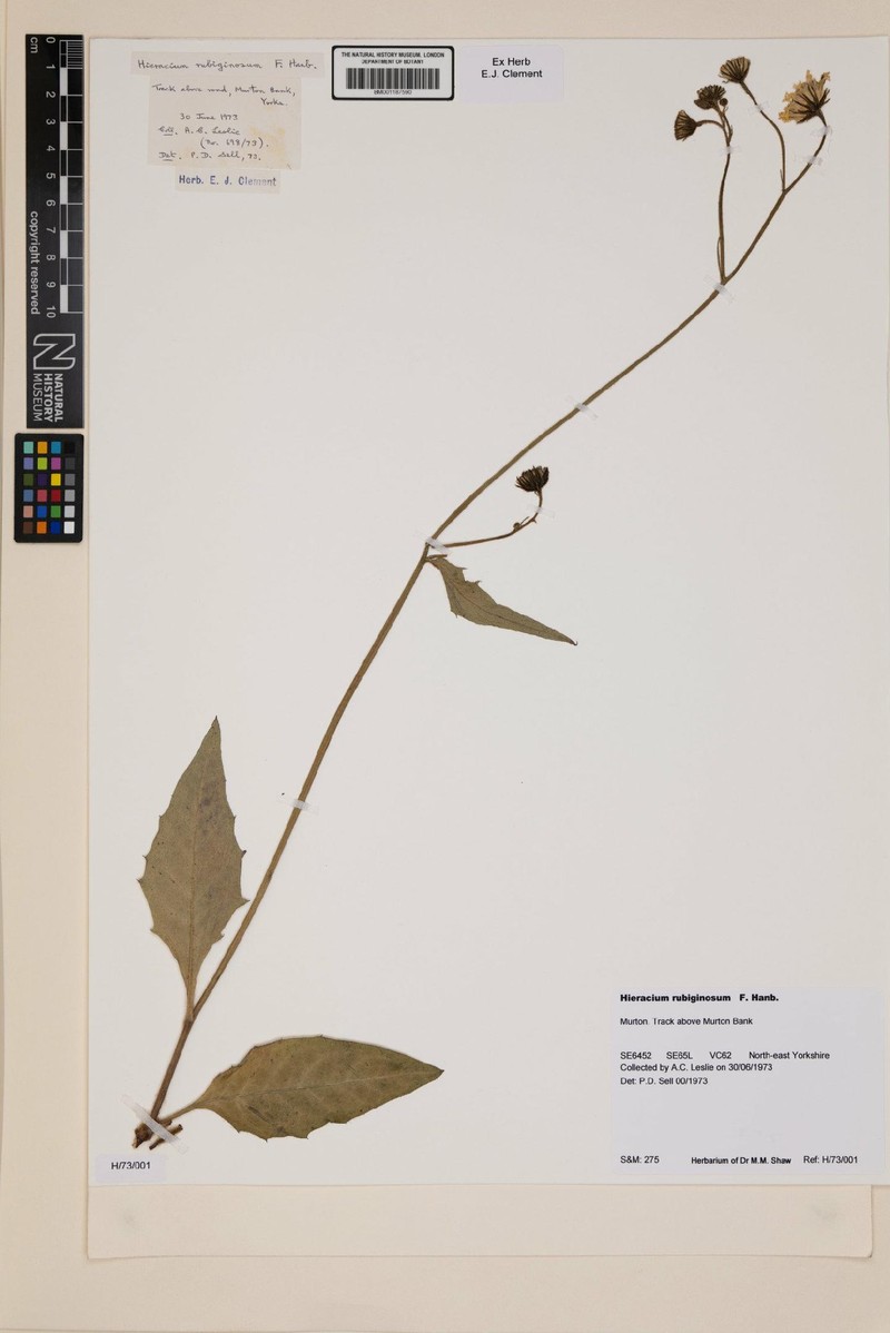 Hieracium rubiginosum photo 3