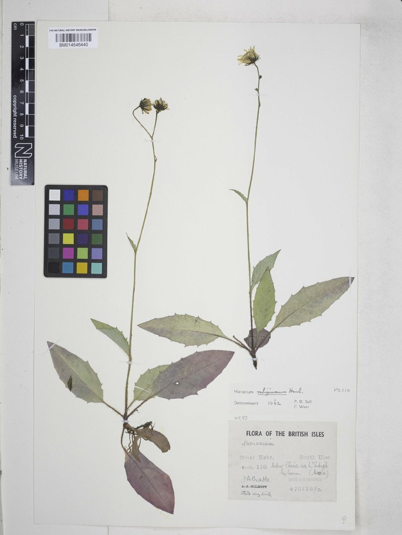 Hieracium rubiginosum photo 4