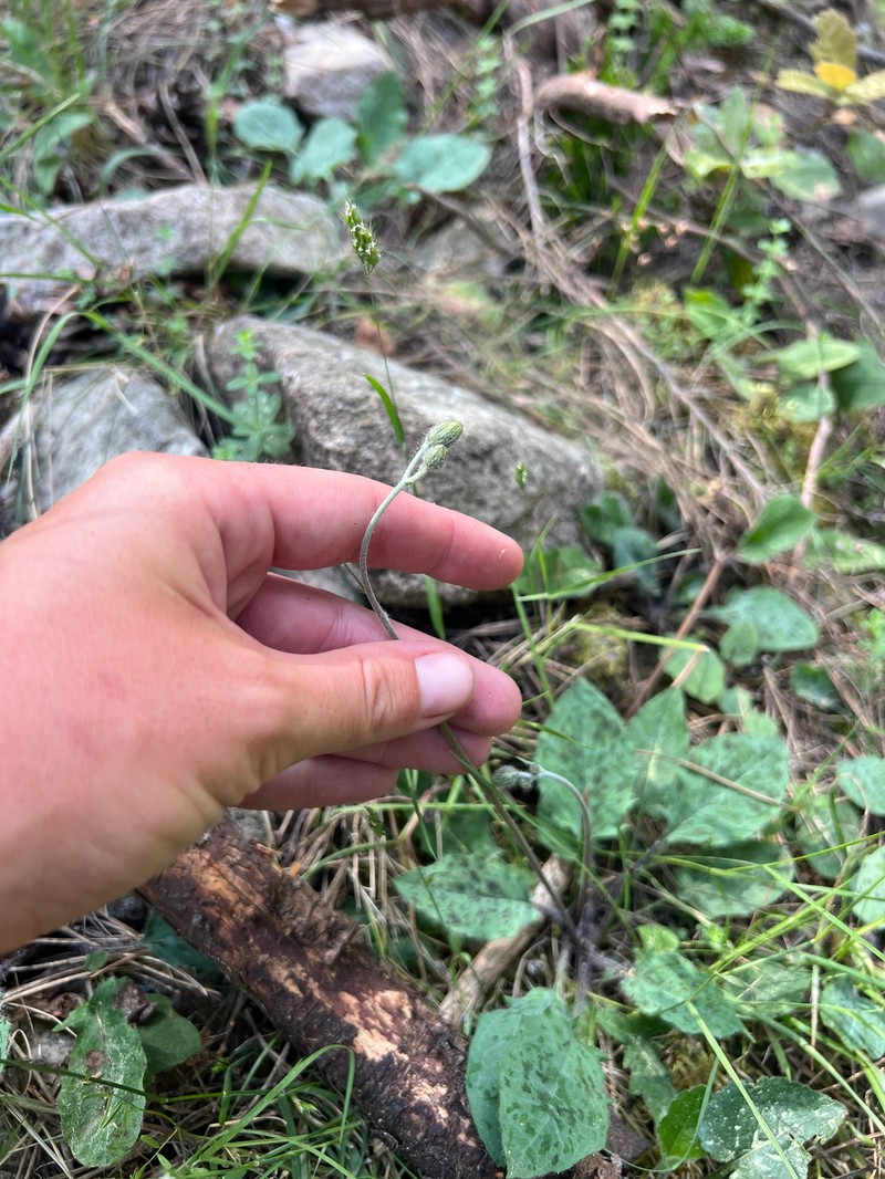 Hieracium runcinatolobatum
