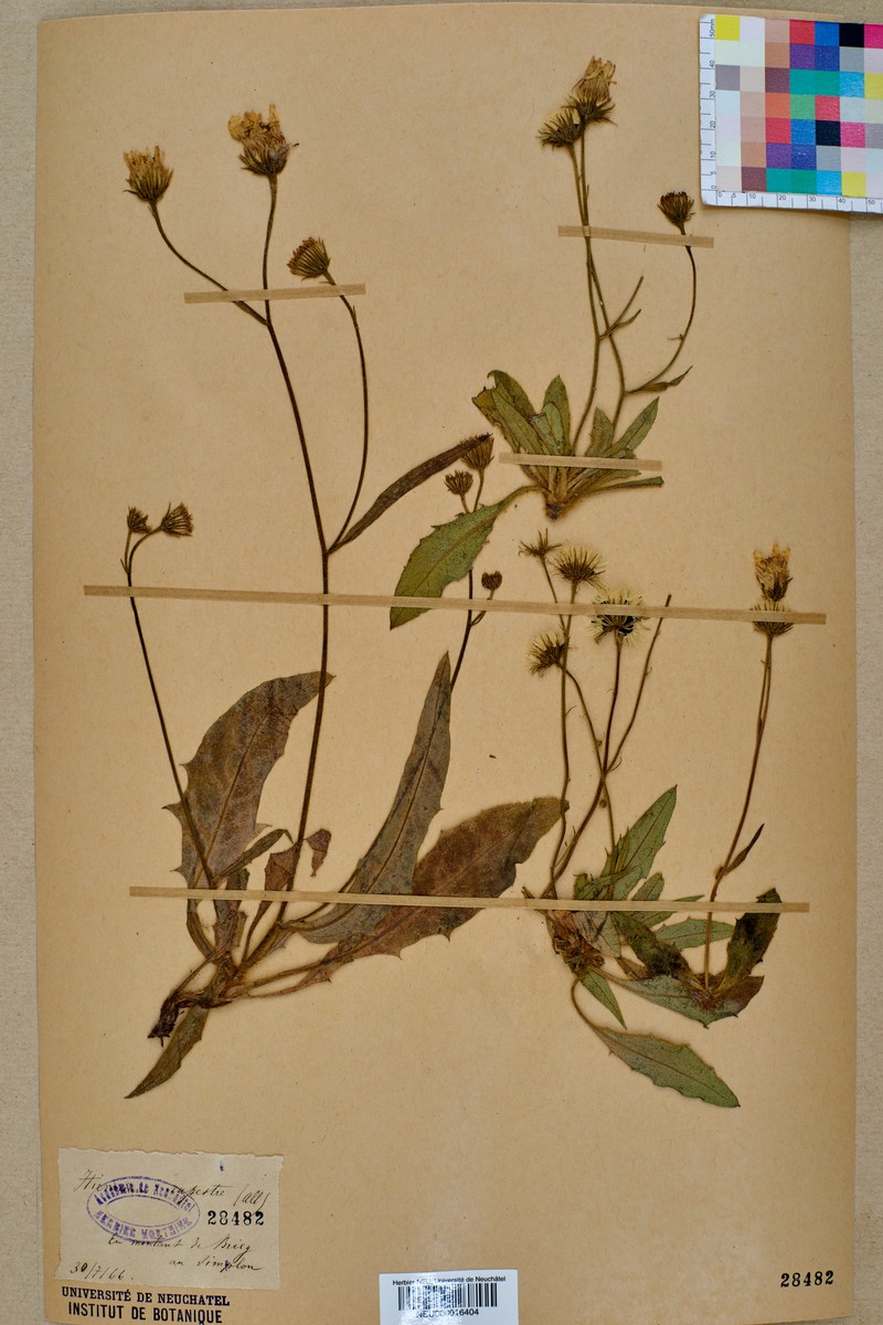 Hieracium rupestre