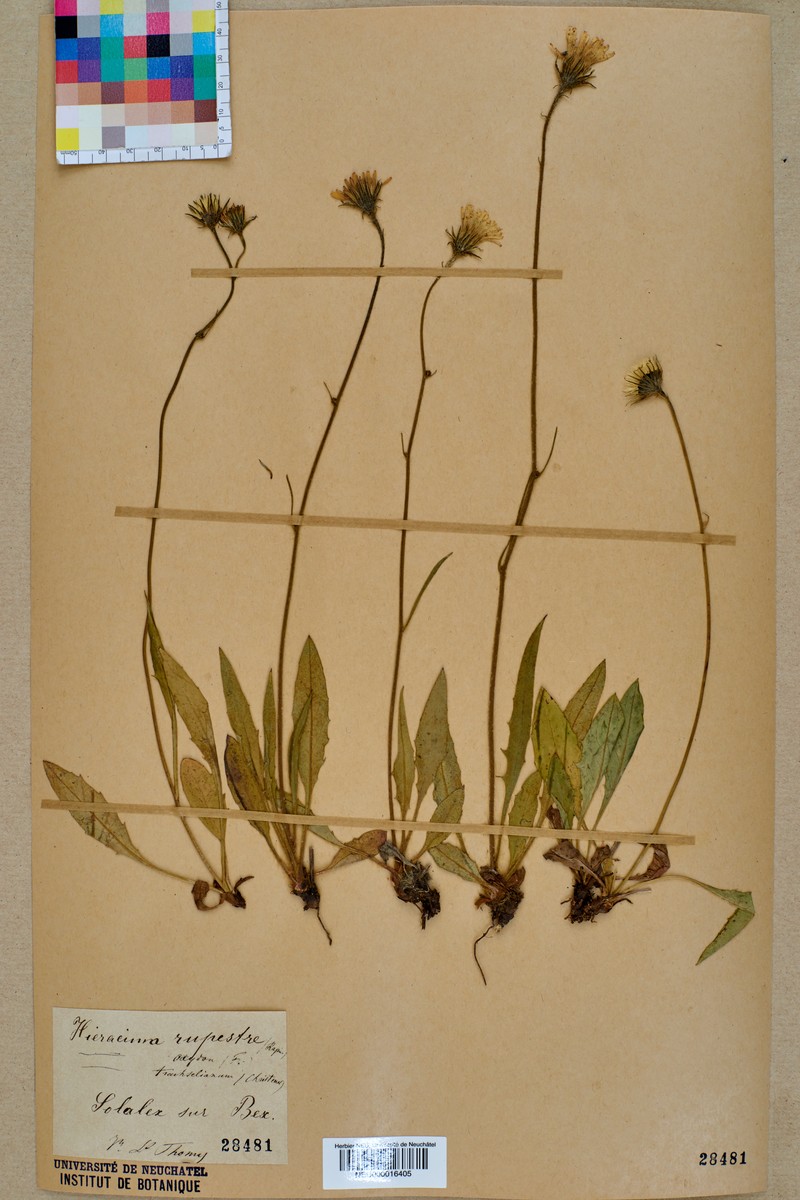 Hieracium rupestre photo 2