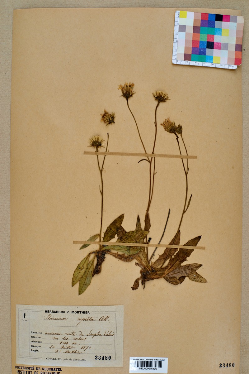 Hieracium rupestre photo 3