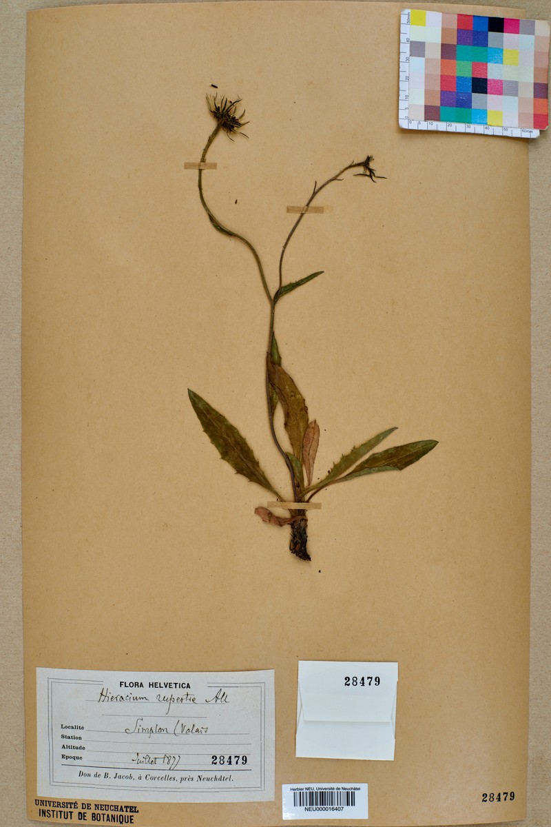 Hieracium rupestre photo 4