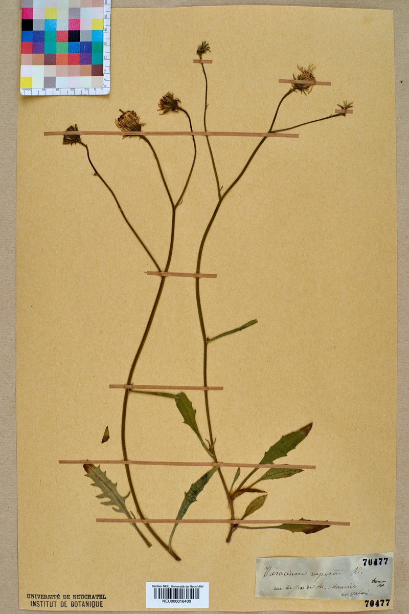 Hieracium rupestre photo 5